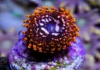 [TodoMarino.com] Venta zoas - San Fernando cadiz