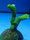 [TodoMarino.com] Venta zoas - San Fernando cadiz