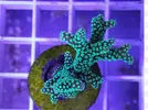 [TodoMarino.com] Venta zoas - San Fernando cadiz