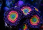[TodoMarino.com] Venta zoas - San Fernando cadiz