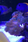 [TodoMarino.com] problema con pocillopora??