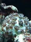 [TodoMarino.com] He comprado un coral y esta raro ayuda!!!