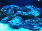[TodoMarino.com] Inca Reef 130L