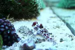 [TodoMarino.com] 5º almuerzo navideño malagueño 2011