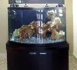 [TodoMarino.com] Mi acuario recien montado...