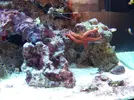 [TodoMarino.com] RED SEA MAX 250 en Malaga de Inma y Eduardo