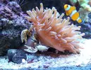 [TodoMarino.com] RED SEA MAX 250 en Malaga de Inma y Eduardo