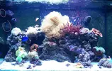[TodoMarino.com] RED SEA MAX 250 en Malaga de Inma y Eduardo