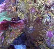 [TodoMarino.com] RED SEA MAX 250 en Malaga de Inma y Eduardo