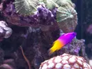 [TodoMarino.com] RED SEA MAX 250 en Malaga de Inma y Eduardo