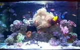 [TodoMarino.com] RED SEA MAX 250 en Malaga de Inma y Eduardo