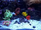 [TodoMarino.com] RED SEA MAX 250 en Malaga de Inma y Eduardo