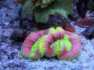 [TodoMarino.com] RED SEA MAX 250 en Malaga de Inma y Eduardo