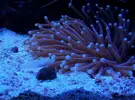 [TodoMarino.com] RED SEA MAX 250 en Malaga de Inma y Eduardo