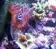 [TodoMarino.com] RED SEA MAX 250 en Malaga de Inma y Eduardo