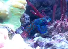 [TodoMarino.com] RED SEA MAX 250 en Malaga de Inma y Eduardo