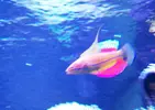 [TodoMarino.com] RED SEA MAX 250 en Malaga de Inma y Eduardo