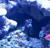 [TodoMarino.com] RED SEA MAX 250 en Malaga de Inma y Eduardo