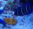 [TodoMarino.com] RED SEA MAX 250 en Malaga de Inma y Eduardo