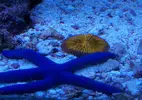 [TodoMarino.com] RED SEA MAX 250 en Malaga de Inma y Eduardo