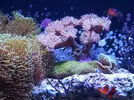 [TodoMarino.com] RED SEA MAX 250 en Malaga de Inma y Eduardo
