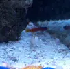 [TodoMarino.com] RED SEA MAX 250 en Malaga de Inma y Eduardo