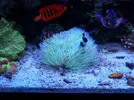 [TodoMarino.com] RED SEA MAX 250 en Malaga de Inma y Eduardo