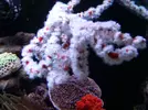 [TodoMarino.com] RED SEA MAX 250 en Malaga de Inma y Eduardo