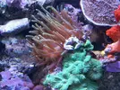 [TodoMarino.com] RED SEA MAX 250 en Malaga de Inma y Eduardo