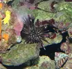 [TodoMarino.com] RED SEA MAX 250 en Malaga de Inma y Eduardo