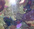 [TodoMarino.com] RED SEA MAX 250 en Malaga de Inma y Eduardo