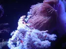 [TodoMarino.com] RED SEA MAX 250 en Malaga de Inma y Eduardo