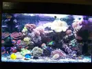 [TodoMarino.com] RED SEA MAX 250 en Malaga de Inma y Eduardo