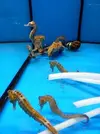 [TodoMarino.com] Hippocampus reidi