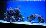 [TodoMarino.com] Alfonso Reef