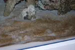 [TodoMarino.com] Plaga Marron