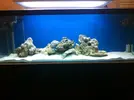[TodoMarino.com] Mi nuevo 300 litros + sump