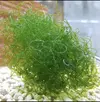 [TodoMarino.com] Vendo bolsitas de alga chaeto - Getafe (madrid)