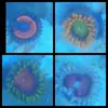 [TodoMarino.com] Vendo pack zoas - Sevilla
