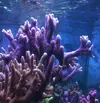 [TodoMarino.com] Vendo Montipira digitata morada - Jerez