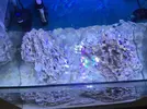 [TodoMarino.com] Consejos roca y ciclado con marinepure