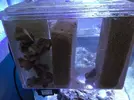 [TodoMarino.com] Consejos roca y ciclado con marinepure