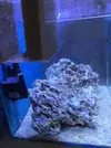 [TodoMarino.com] Consejos roca y ciclado con marinepure