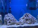 [TodoMarino.com] Consejos roca y ciclado con marinepure
