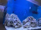 [TodoMarino.com] Consejos roca y ciclado con marinepure