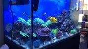 [TodoMarino.com] Peces madrid - Madrid. Moratalaz.