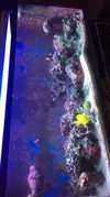[TodoMarino.com] Vendo Acuario, primero lo vivo o todo junto - Lleida