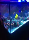 [TodoMarino.com] Vendo Acuario, primero lo vivo o todo junto - Lleida