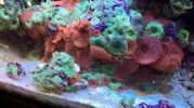 [TodoMarino.com] Vendo Acuario, primero lo vivo o todo junto - Lleida
