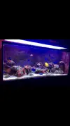 [TodoMarino.com] Vendo Acuario, primero lo vivo o todo junto - Lleida